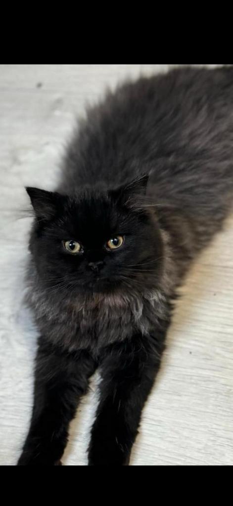 Britse langhaar kruising ragdoll, Dieren en Toebehoren, Katten en Kittens | Raskatten | Langhaar, Poes