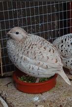 0-1 Snowflake Boomkwartel / Bobwhite, Dieren en Toebehoren, Vrouwelijk