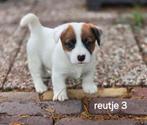Zuivere Broken Coat/ruwharige Jack Russel pups, Dieren en Toebehoren, Parvo, Jack Russell Terriër, Reu, 8 tot 15 weken