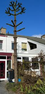 GRATIS Haardhout, kachelhout, stookhout, draaihout, Tuin en Terras, Haardhout, Minder dan 3 m³, Ophalen, Overige houtsoorten, Blokken