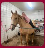 7 jarige palomino v. Mcjonnas x nabab de reve, Dieren en Toebehoren, Paarden, Merrie, Springpaard, Gechipt, 7 tot 10 jaar