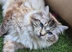 Ragdoll Dekkaters beschikbaar voor geschikte poezen, Kater, Gechipt, 0 tot 2 jaar