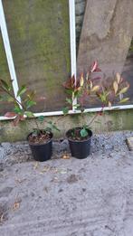 photinia red robin ook wel de glansmispel genoemd, Tuin en Terras, Planten | Struiken en Hagen, Ophalen of Verzenden, Overige soorten