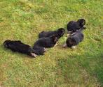 Duitse Herder pups, Dieren en Toebehoren, Honden | Herdershonden en Veedrijvers, CDV (hondenziekte), 8 tot 15 weken, Meerdere