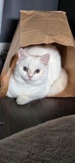 Kruising Britse korthaar katertje., Dieren en Toebehoren, Katten en Kittens | Raskatten | Korthaar