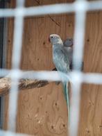 Halsbanden, Meerdere dieren, Parkiet