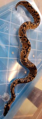 Hurricane, Dieren en Toebehoren, Reptielen en Amfibieën, Slang, 0 tot 2 jaar