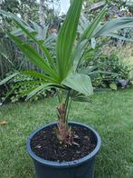 trachycarpus, Ophalen, Volle zon, Palmboom, Minder dan 100 cm