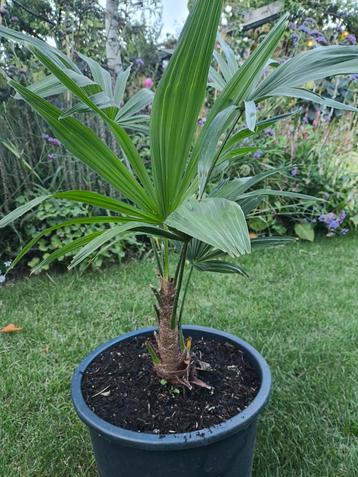 trachycarpus beschikbaar voor biedingen