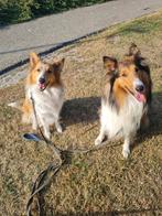 Schotse collie pups, Rabiës (hondsdolheid), 8 tot 15 weken, Collie, Meerdere