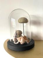 Stolp met schelpen en zeeegel, Ophalen of Verzenden, Gebruikt, Insect, Opgezet dier