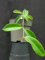 Hoya chlorantha, Overige soorten, Minder dan 100 cm, Bloeiende kamerplant, Halfschaduw