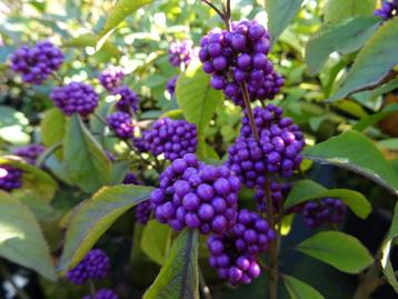 Tuin In De Herfst Saai? Plant Een Schoonvrucht! / Callicarpa beschikbaar voor biedingen