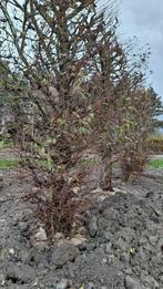 Volwassen zwarte Leielzen 4m haag, Ophalen, Leiboom, 400 cm of meer