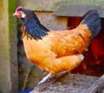 Kip gratis op te halen, Dieren en Toebehoren, Pluimvee, Vrouwelijk, Kip
