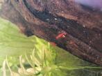 Neocardina rode garnalen, Dieren en Toebehoren, Vissen | Aquariumvissen, Kreeft, Krab of Garnaal