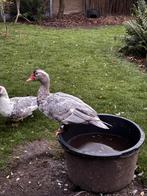 Muskus eend, Dieren en Toebehoren, Pluimvee, Mannelijk, Eend