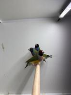 Gouldamadine’s, Dieren en Toebehoren, Vogels | Overige Vogels, Meerdere dieren, Tropenvogel, Geringd