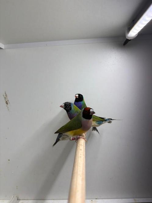 Gouldamadine’s, Dieren en Toebehoren, Vogels | Overige Vogels, Tropenvogel, Meerdere dieren, Geringd