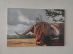 Schotse Hooglander Canvas - 90x60cm - Uniek!, 50 tot 75 cm, Nieuw, Ophalen of Verzenden, Print