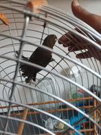 Twatwa jongman, Dieren en Toebehoren, Vogels | Overige Vogels, Mannelijk, Tropenvogel