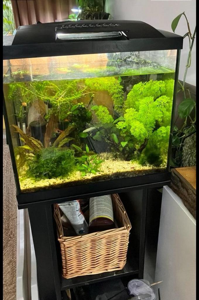 Aquarium leeg of compleet met vissen en garnalen, Dieren en Toebehoren, Vissen | Aquaria en Toebehoren, Zo goed als nieuw, Gevuld zoetwateraquarium