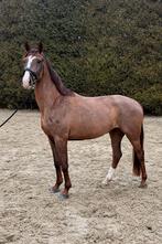 Getalenteerde 4 jarige imagine ruin, Dieren en Toebehoren, Ruin, Zadelmak, 3 tot 6 jaar