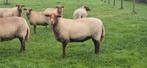 Coburger fuchs ooien tekoop, Dieren en Toebehoren, Schapen, Geiten en Varkens
