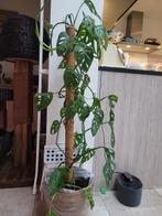 Stekjes monstera adosonii, Huis en Inrichting, Kamerplanten, Ophalen of Verzenden, Overige soorten, Minder dan 100 cm