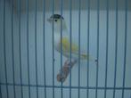 Kanarie.., Dieren en Toebehoren, Vogels | Kanaries, Geslacht onbekend, Kleurkanarie