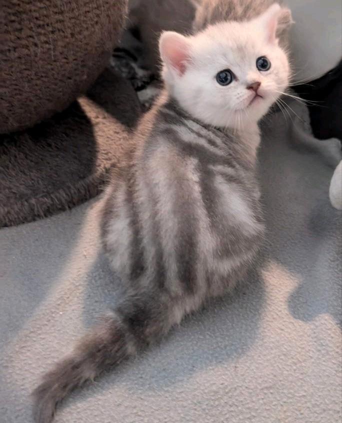 Super knapBrits korthaar kitten whiteSilver tabby katertje💙, Dieren en Toebehoren, Katten en Kittens | Raskatten | Korthaar, Meerdere dieren