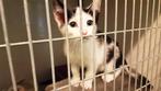 Gezocht: Dierenbenodigheden voor 2 asielen, Ophalen of Verzenden