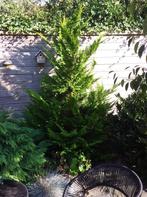 Coniferen 2 stuks. GRATIS., Tuin en Terras, Ophalen, Conifeer, Struik, 100 tot 250 cm