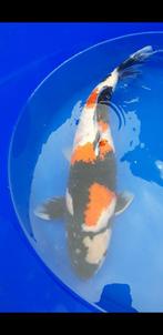 Hq showa van Sekiguchi 52 cm, Karper of Koi