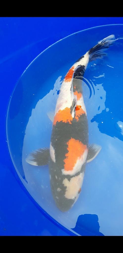 Hq showa van Sekiguchi 52 cm, Dieren en Toebehoren, Vissen | Vijvervissen, Karper of Koi