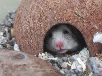 Complete hamster set, hamster & leuke kooi + alle toebehoren beschikbaar voor biedingen