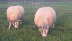 Luxe ooilammeren, Dieren en Toebehoren, Schapen, Geiten en Varkens, Vrouwelijk, Schaap, 0 tot 2 jaar