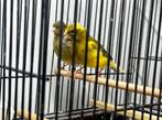 Fife Fancy kanaries, Dieren en Toebehoren, Meerdere dieren, Postuurkanarie
