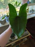 Alocasia Zebrina, Huis en Inrichting, Ophalen of Verzenden, Overige soorten, Minder dan 100 cm