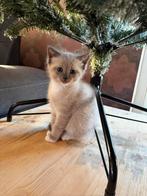 Zeer mooie lieve aanhankelijke kruising Ragdoll kittens, Dieren en Toebehoren, Katten en Kittens | Raskatten | Langhaar, Meerdere dieren