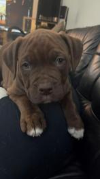 Amerikaanse Bulldog / Stafford Pups, Dieren en Toebehoren, Honden | Bulldogs, Pinschers en Molossers, 8 tot 15 weken, Bulldog