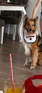 Sheltie x border collie teefje, Dieren en Toebehoren, 6 jaar of ouder, Rabiës (hondsdolheid), Teef, Eén hond