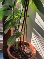 Avocado Plant Kamerplant, Fruitplant, In pot, Minder dan 100 cm, Groene kamerplant