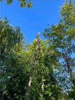 Klimmend boom kappen/ afvoeren/ versnipperen/ stobbenfrees, Ophalen of Verzenden, Volle zon, Overige soorten, 400 cm of meer