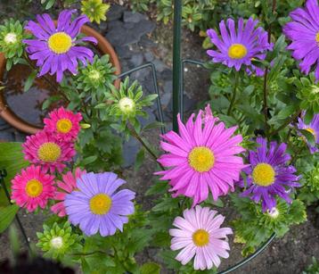 Zaden zomeraster mix (Callistephus chinensis)  beschikbaar voor biedingen