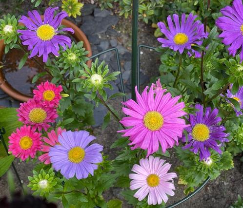 Zaden zomeraster mix (Callistephus chinensis), Tuin en Terras, Bloembollen en Zaden, Zaad, Voorjaar, Volle zon, Ophalen of Verzenden