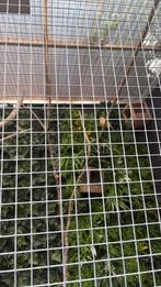 Diverse tropen, Dieren en Toebehoren, Vogels | Overige Vogels, Meerdere dieren, Tropenvogel