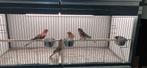 2 Bourke parkieten wildkleur, Dieren en Toebehoren, Vogels | Parkieten en Papegaaien, Meerdere dieren, Parkiet