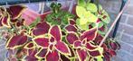 Coleus, Ophalen of Verzenden, Overige soorten, Minder dan 100 cm