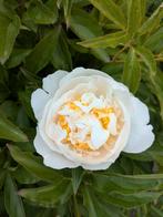 Pioenrozen Cheddar Cheese, Tuin en Terras, Planten | Tuinplanten, Overige soorten, Volle zon, Vaste plant, Ophalen of Verzenden
